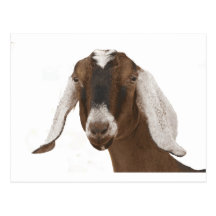 Nubian Tarjetas Postales