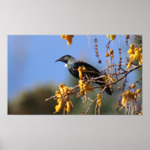 Nueva Zelanda nativo Tui Impresiones