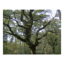 Nuevo árbol forestal invitaciones personalizada
