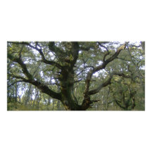 Nuevo árbol forestal tarjetas personales