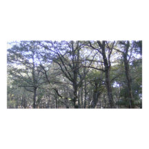 Nuevo bosque cerca de Linford Tarjeta Fotografica Personalizada
