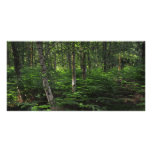 Nuevo bosque Inglaterra Tarjetas Personales Con Fotos