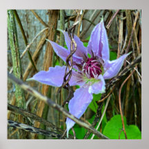 Nuevo perfil de la floración del Clematis Posters