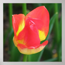 Nuevo tulipán de la floración posters