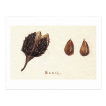Nuez de la haya tarjeta postal
