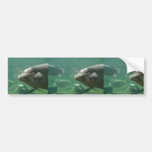 Número de pescados y de tortuga etiqueta de parachoque