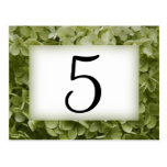 Números de la tabla del Hydrangea de Annabelle Postal