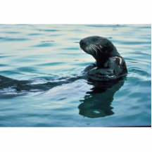 Nutria de mar esculturas fotográficas