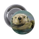 Nutria de mar pins
