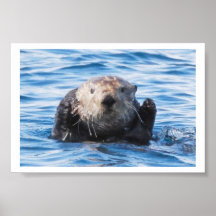 Nutria de mar poster