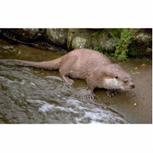 Nutria en el valle de Spey, montaña de Escocia Escultura Fotográfica