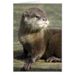 Nutria linda del bebé tarjetas