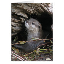 Nutria-LY deliciosa Tarjetas
