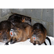 Nutria prisionero en la referencia nacional de la  esculturas fotograficas