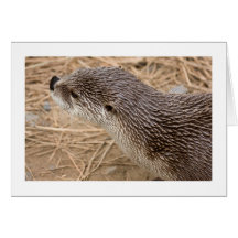 Nutria Tarjetón