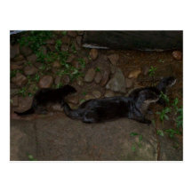 Nutria y bebés de mar de la madre tarjetas postales