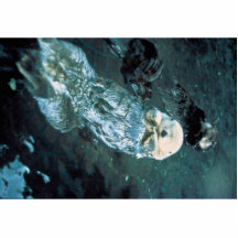 Nutrias de mar meridionales escultura fotográfica
