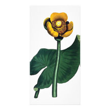 Nymphaea Advena Tarjetas Con Fotos Personalizadas