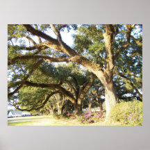 Oakering Poster
