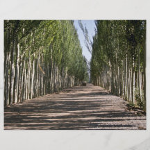 Oasis de Kashgar, Xinjiang, China Tarjeta Publicitaria