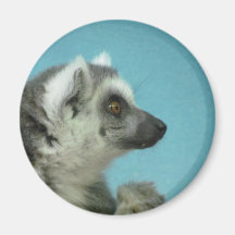 obra clásica Anillo-atada del Lemur Imán De Nevera