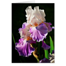 Observe Card_bearded iris_65 Felicitaciones