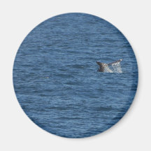 Océano de las colas de las ballenas imán de nevera