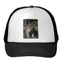 Ocelot Gorras
