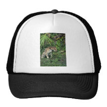 Ocelot Gorros