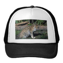 Ocelot Gorros Bordados