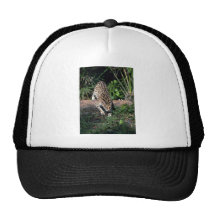 Ocelot Gorros Bordados