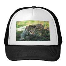 Ocelot que se acuesta gorra