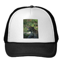 Ocelot que se acuesta gorro de camionero