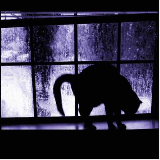 Octubre riega la silueta del gato en el añil de la esculturas fotográficas