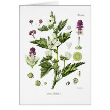 Officinalis de Althaea Tarjetón
