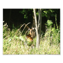 Oh ciervos impresión fotográfica 10 x 8
