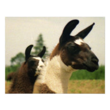 Oh, LLamaaaa Anuncios