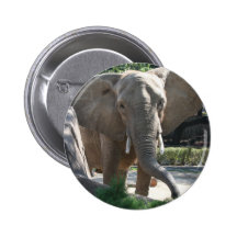 oídos de elefante grandes pin