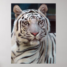 Ojo del tigre poster