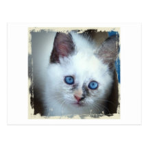 Ojos azules postales
