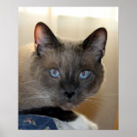 Ojos azules poster