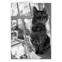 Ojos brillantes bw/Notecard del gatito bonito Tarjetón