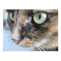 Ojos de gato postales