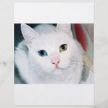 Ojos de gato tarjeton