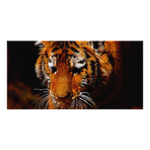 Ojos de los tigres tarjeta fotográfica personalizada