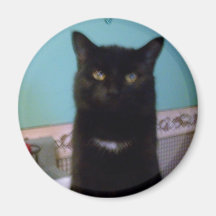 Ojos de oro del gato negro iman para frigorífico