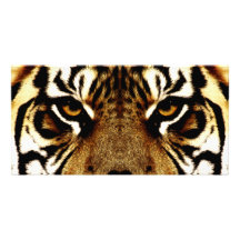 Ojos de un tigre tarjeta fotográfica personalizada