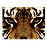 Ojos de un tigre tarjetas postales