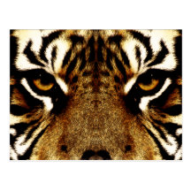 Ojos de un tigre tarjetas postales