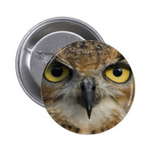 Ojos del búho pins